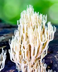 Attēlu rezultāti vaicājumam “Tremellodendropsis tuberosa”