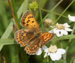 Attēlu rezultāti vaicājumam “Lycaena virgaureae female”