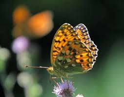 Attēlu rezultāti vaicājumam “Argynnis aglaja underside”