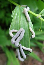 Attēlu rezultāti vaicājumam “Strongylosoma pallipes”