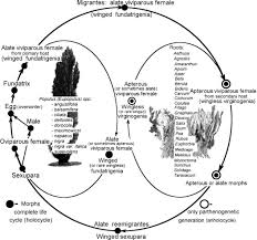Attēlu rezultāti vaicājumam “Pemphigus borealis”