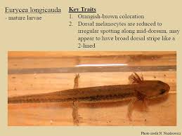 Attēlu rezultāti vaicājumam “Lycogala persicum young”