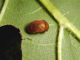 Attēlu rezultāti vaicājumam “Cychramus variegatus”