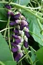 <b>Mucuna</b>, <b>MUCUNA</b>