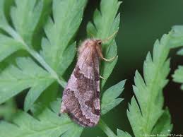 Attēlu rezultāti vaicājumam “Phymatopus hecta”