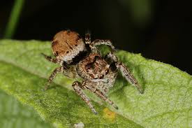 Attēlu rezultāti vaicājumam “Evarcha falcata”