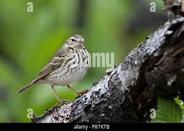 Image result for Anthus hodgsoni