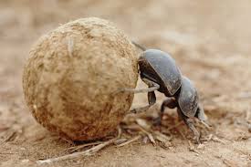 Attēlu rezultāti vaicājumam “Scarabaeidae”