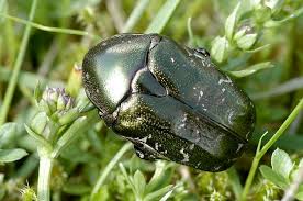 Attēlu rezultāti vaicājumam “Potosia cuprea”