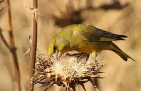 Attēlu rezultāti vaicājumam “Chloris chloris”