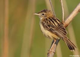 Image result for Cisticola juncidis