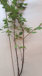 Attēlu rezultāti vaicājumam “Symphoricarpos x chenaultii”