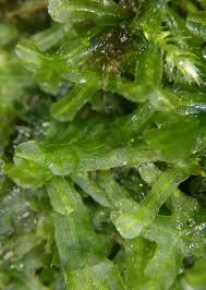 Attēlu rezultāti vaicājumam “Metzgeria violacea”