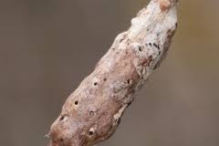 Attēlu rezultāti vaicājumam “Diastrophus rubi”