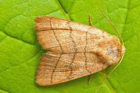 Attēlu rezultāti vaicājumam “Charanyca trigrammica”