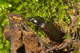 Attēlu rezultāti vaicājumam “Pterostichus aterrimus”