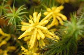 Attēlu rezultāti vaicājumam “Physaraceae”