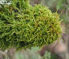 Attēlu rezultāti vaicājumam “Hypnum cupressiforme var. subjulacum”