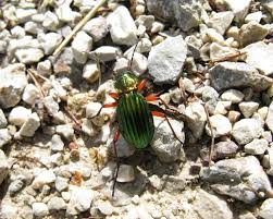 Attēlu rezultāti vaicājumam “Carabus clathratus”