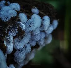 Attēlu rezultāti vaicājumam “Ceratiomyxa fruticulosa spores”