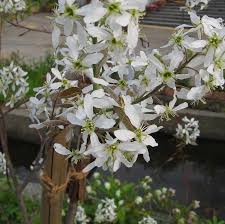 Attēlu rezultāti vaicājumam “Amelanchier canadensis”