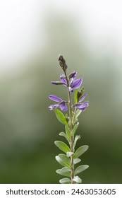 Attēlu rezultāti vaicājumam “Polygala vulgaris”