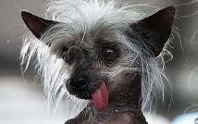 Image result for ugliest dog