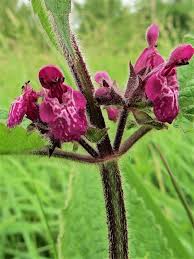 Attēlu rezultāti vaicājumam “Stachys sylvatica flower”