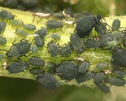 Attēlu rezultāti vaicājumam “Aphis jacobaeae”