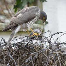 Attēlu rezultāti vaicājumam “Accipiter nisus female”