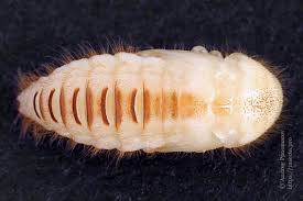 Attēlu rezultāti vaicājumam “Dermestes murinus”