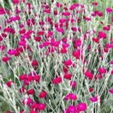 Image result for Lychnis coronaria