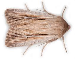 Attēlu rezultāti vaicājumam “Leucania comma”