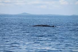 Image result for Balaenoptera omurai