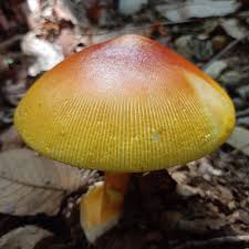 Attēlu rezultāti vaicājumam “Badhamia capsulifera var. arborea sessile”