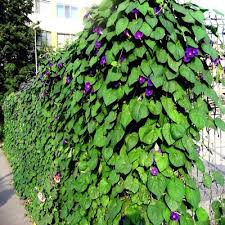 Image result for Ipomoea purpurea
