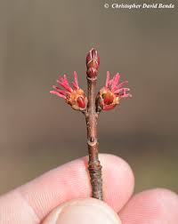 Attēlu rezultāti vaicājumam “Acer saccharinum bud”