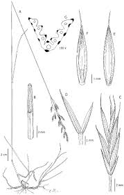 Attēlu rezultāti vaicājumam “Festuca rubra subsp. rubra fruit”