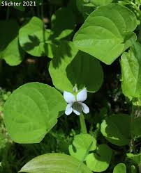 Attēlu rezultāti vaicājumam “Viola palustris”