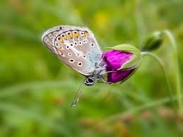 Attēlu rezultāti vaicājumam “Eumedonia eumedon underside”