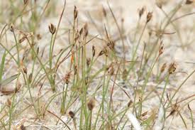 Attēlu rezultāti vaicājumam “Eleocharis quinqueflora flower”