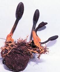 Attēlu rezultāti vaicājumam “Cordyceps ophioglossoides”