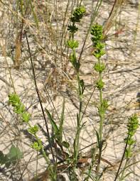 Attēlu rezultāti vaicājumam “Silene borysthenica bud”