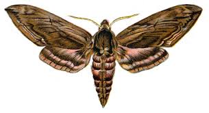 Attēlu rezultāti vaicājumam “Carterocephalus silvicolus underside”