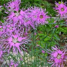Image result for Dianthus superbus