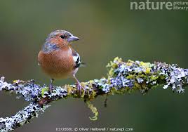 Attēlu rezultāti vaicājumam “Fringilla coelebs male”