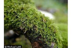 Attēlu rezultāti vaicājumam “Amblystegium serpens macro”