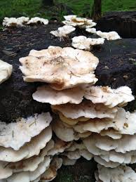 Attēlu rezultāti vaicājumam “Phlebia tremellosa”