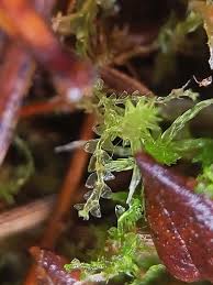 Attēlu rezultāti vaicājumam “Calypogeia sphagnicola”