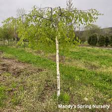 Attēlu rezultāti vaicājumam “Betula pendula Youngii”